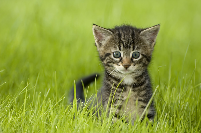 Cute kitten looking for a cute name